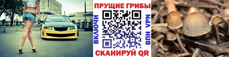 цена наркотик  Приозерск  Галлюциногенные грибы мицелий 